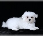 Small #5 Maltese