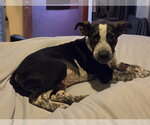 Small #6 Mutt