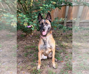 Mutt Dogs for adoption in Imlay City, MI, USA