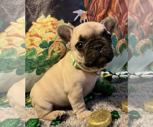 Medium Photo #1 French Bulldog Puppy For Sale in BOLIVAR, MO, USA