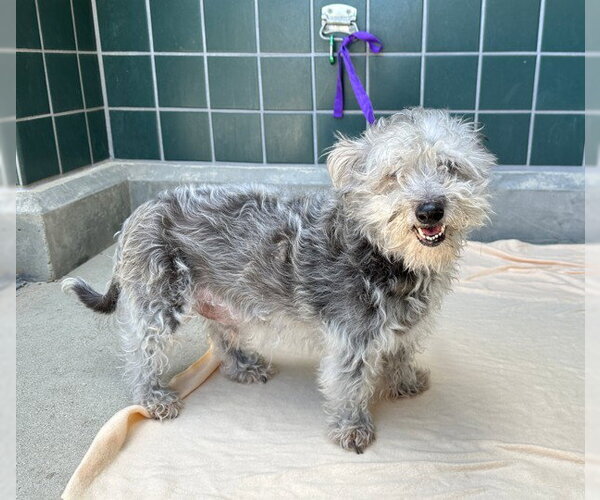 Medium Photo #2 Miniature Schnauzer-Unknown Mix Puppy For Sale in Rancho Cucamonga, CA, USA