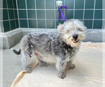 Small #1 Miniature Schnauzer Mix