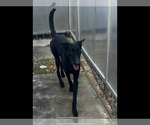 Small #6 German Shepherd Dog