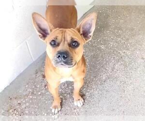 Chihuahua-Unknown Mix Dogs for adoption in Houston, TX, USA