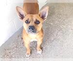 A663120 - Female Chihuahua-Unknown Mix Dog for Adoption - Small photo