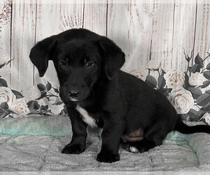 Labrador Retriever-Unknown Mix Puppy for sale in PENNS CREEK, PA, USA