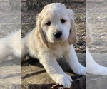 Small #2 Golden Cocker Retriever