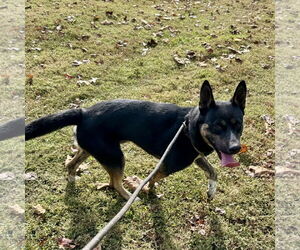 German Shepherd Dog Dogs for adoption in Sparta, TN, USA