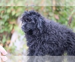Small #29 Poodle (Toy)