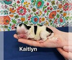 Image preview for Ad Listing. Nickname: Tiny Kaitlyn