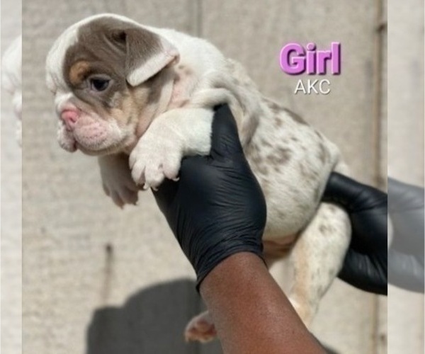 Medium Photo #6 English Bulldog Puppy For Sale in CHEYENNE, WY, USA