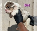Small Photo #6 English Bulldog Puppy For Sale in CHEYENNE, WY, USA