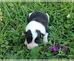 Small #17 Border Collie