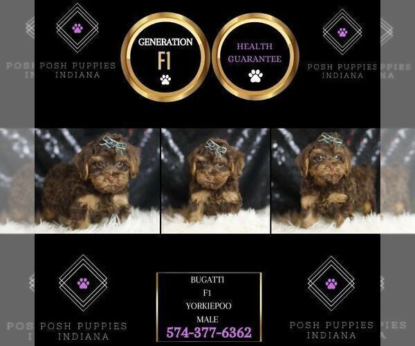 Medium Photo #5 YorkiePoo Puppy For Sale in WARSAW, IN, USA