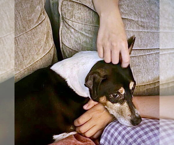 Medium Photo #12 Rat Terrier Puppy For Sale in Atlanta, GA, USA