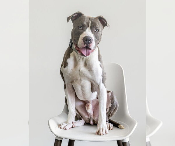 Medium Photo #30 Bullboxer Pit Puppy For Sale in Brewster, NY, USA
