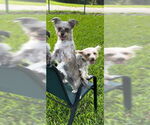 Small #14 Poodle (Toy) Mix