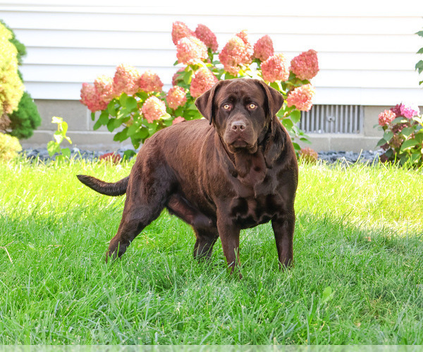 Medium Photo #1 Labrador Retriever Puppy For Sale in SYRACUSE, IN, USA