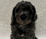 Small Photo #1 Miniature Bernedoodle-Poodle (Miniature) Mix Puppy For Sale in BATAVIA, OH, USA