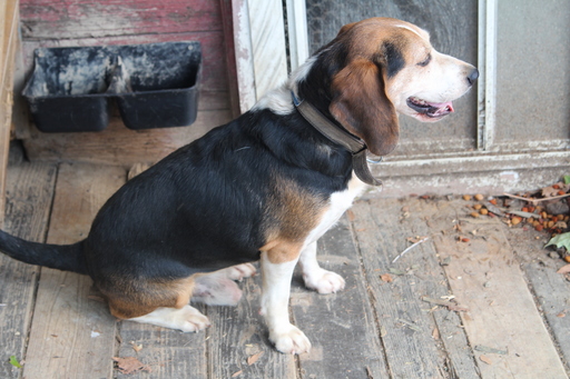 Medium Photo #1 Beagle Puppy For Sale in LINDEN, PA, USA
