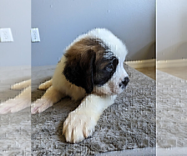 Medium Photo #1 Saint Bernard Puppy For Sale in PALM COAST, FL, USA