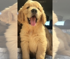 Golden Retriever Puppy for sale in SANTA ANA, CA, USA