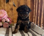 Small Poodle (Miniature)
