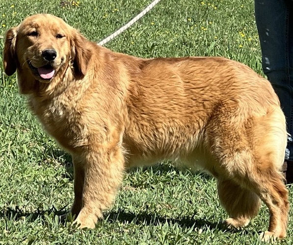 Medium Photo #1 Golden Retriever Puppy For Sale in NEOLA, WV, USA