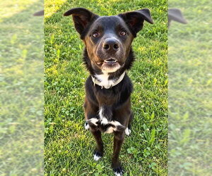 German Shepherd Dog-Unknown Mix Dogs for adoption in Sacramento, CA, USA