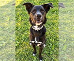 BELLA - Female German Shepherd Dog-Unknown Mix Dog for Adoption - Small photo