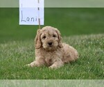 Small Photo #6 Cockalier-Poodle (Miniature) Mix Puppy For Sale in STANLEY, WI, USA