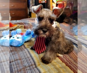 Schnauzer (Miniature) Puppy for sale in OKMULGEE, OK, USA
