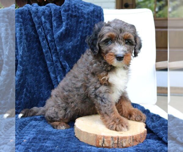 Medium Photo #2 Bernedoodle (Miniature) Puppy For Sale in NARVON, PA, USA