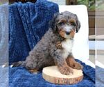 Denver - Male Bernedoodle (Miniature) Puppy for Sale - Photo #2
