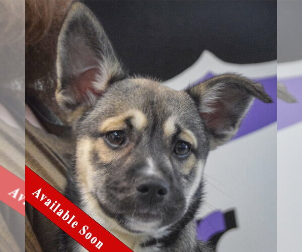 Medium Photo #1 Shollie Puppy For Sale in Huntley, IL, USA
