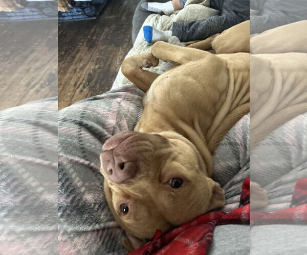 Medium Photo #1 American Pit Bull Terrier-Unknown Mix Puppy For Sale in COLUMBIA, MD, USA