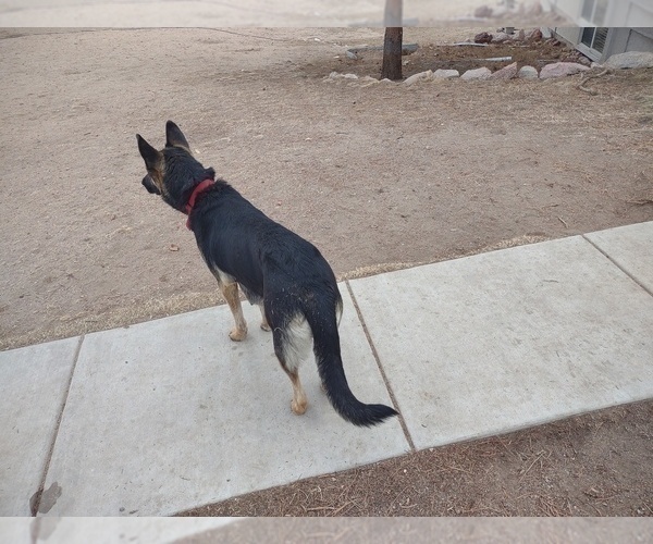 Medium Photo #4 German Shepherd Dog Puppy For Sale in MONUMENT, CO, USA