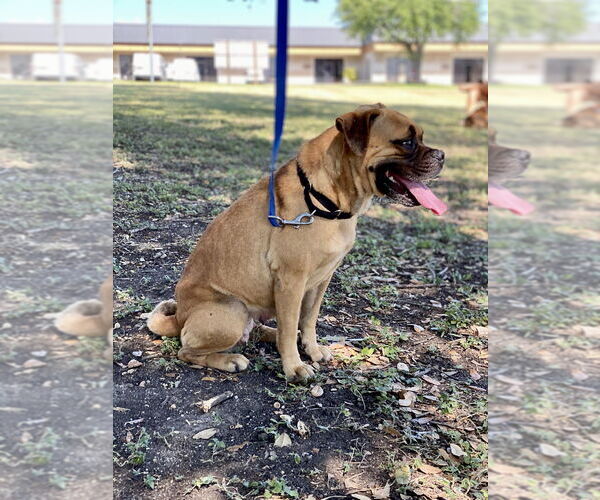 Medium Photo #4 Boxer Puppy For Sale in Austin, TX, USA