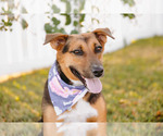 Small #10 Beagle-Collie Mix