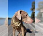 Small Photo #10 American Staffordshire Terrier-Weimaraner Mix Puppy For Sale in Arlington, VA, USA