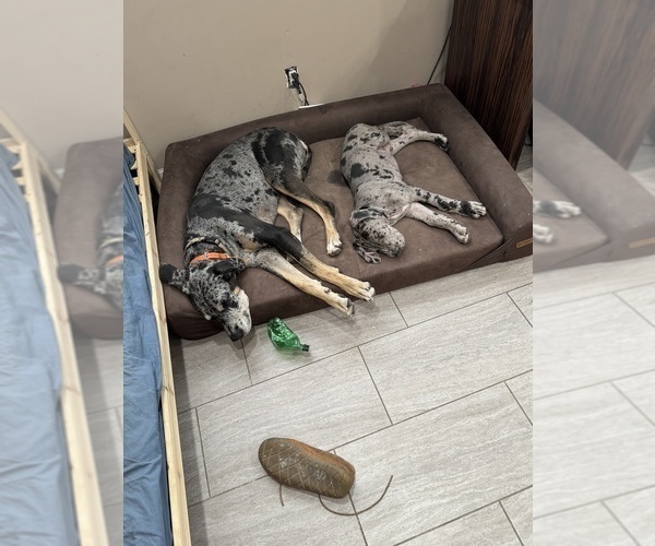 Medium Photo #3 Great Dane Puppy For Sale in BALTIMORE, MD, USA