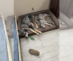 Small #2 Great Dane