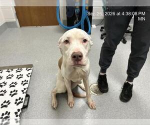 American Staffordshire Terrier-Labrador Retriever Mix Dogs for adoption in Ocala, FL, USA