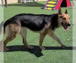 Small #3 Shepradors