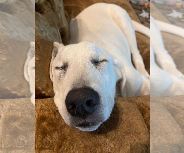 Medium Photo #6 Great Pyrenees-Unknown Mix Puppy For Sale in Dallas, TX, USA