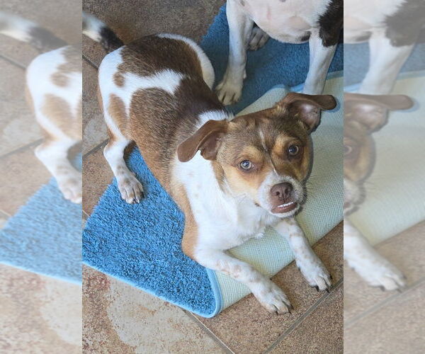 Medium Photo #6 Chiweenie Puppy For Sale in Foristell, MO, USA