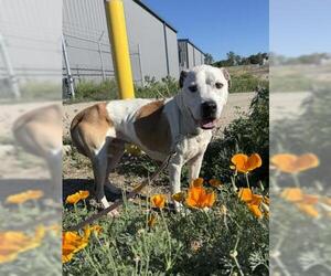 Mutt Dogs for adoption in Jackson, CA, USA