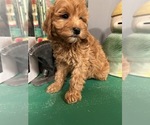 Small Photo #2 Goldendoodle (Miniature) Puppy For Sale in LAWRENCE, MI, USA