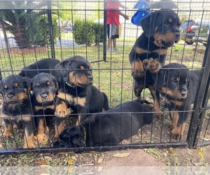 Rottweiler Puppy for sale in ROSENBERG, TX, USA