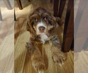 Cocker Spaniel Dogs for adoption in Aurora, IN, USA